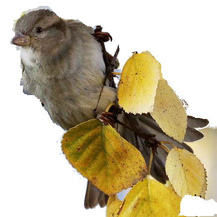 őszi állatok_51.png